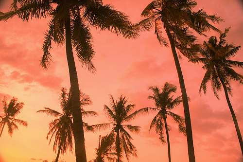 palm tree low angle view of palm tree during golden hour conifer